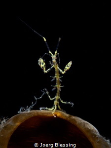 tiny skeleton shrimp by Joerg Blessing 